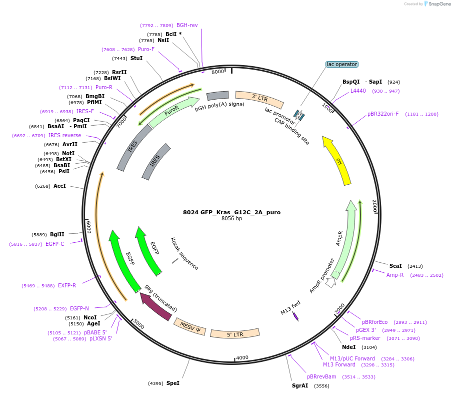 64373-plasmid-map-sequence-id-134784