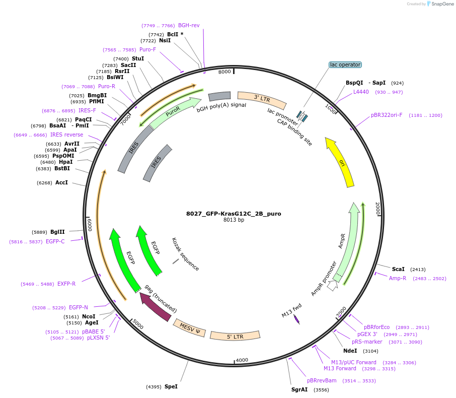 64372-plasmid-map-sequence-id-134786