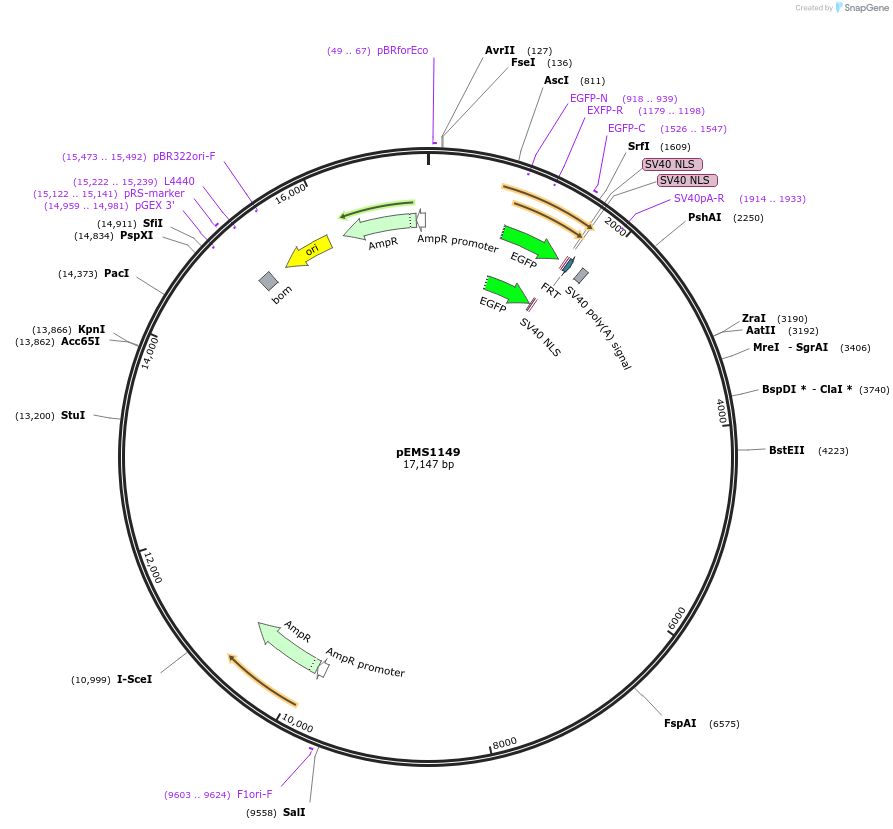 29064-plasmid-map-sequence-id-13479