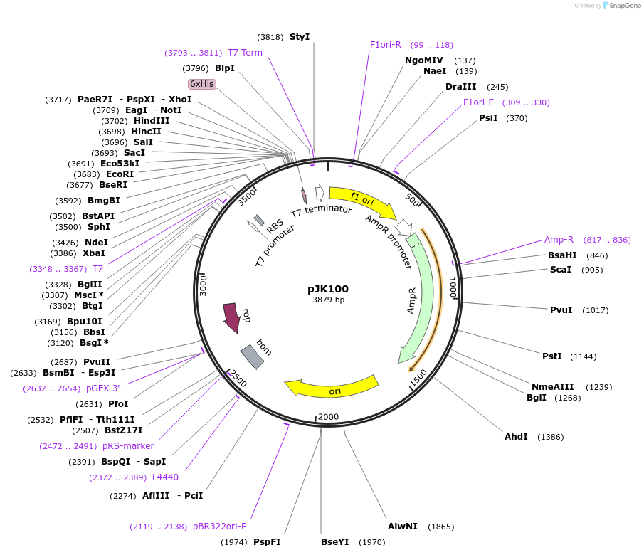 73264-plasmid-map-sequence-id-134799