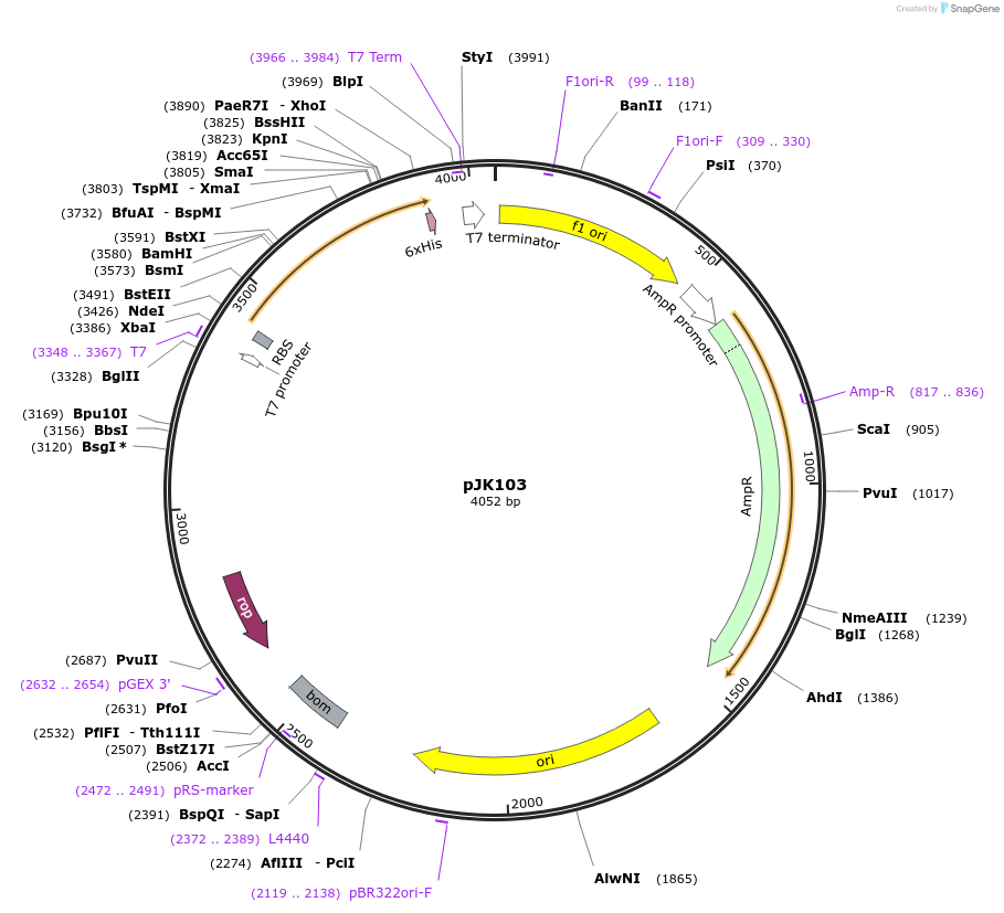 73265-plasmid-map-sequence-id-134809