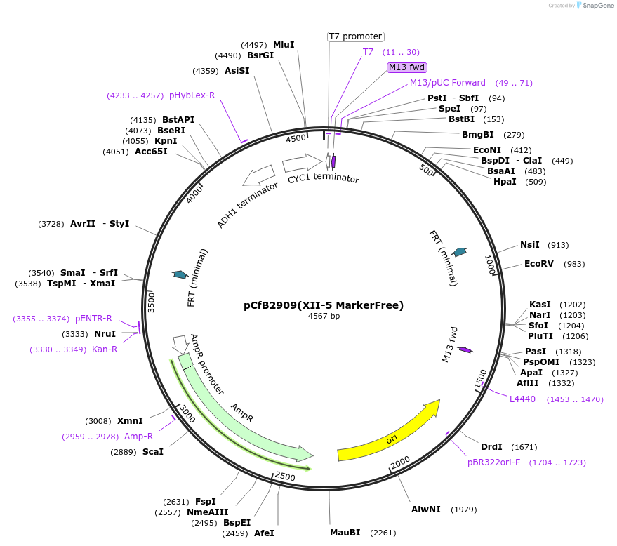 73281-plasmid-map-sequence-id-134828