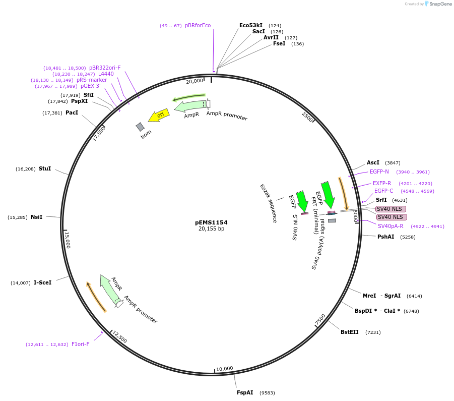 29069-plasmid-map-sequence-id-13484