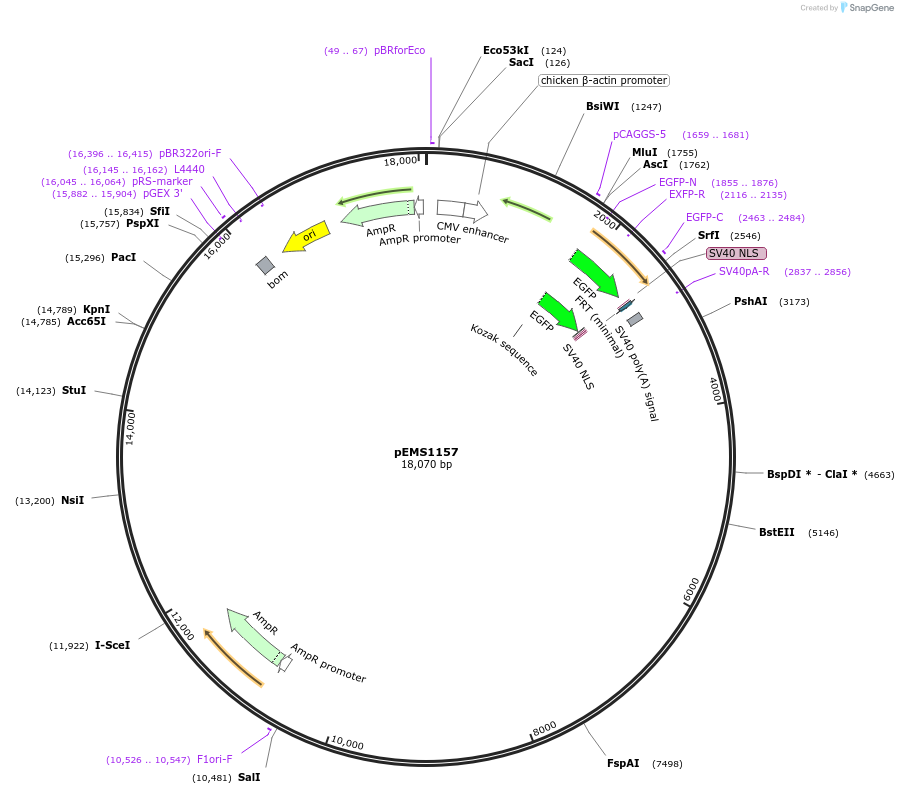 29072-plasmid-map-sequence-id-13487