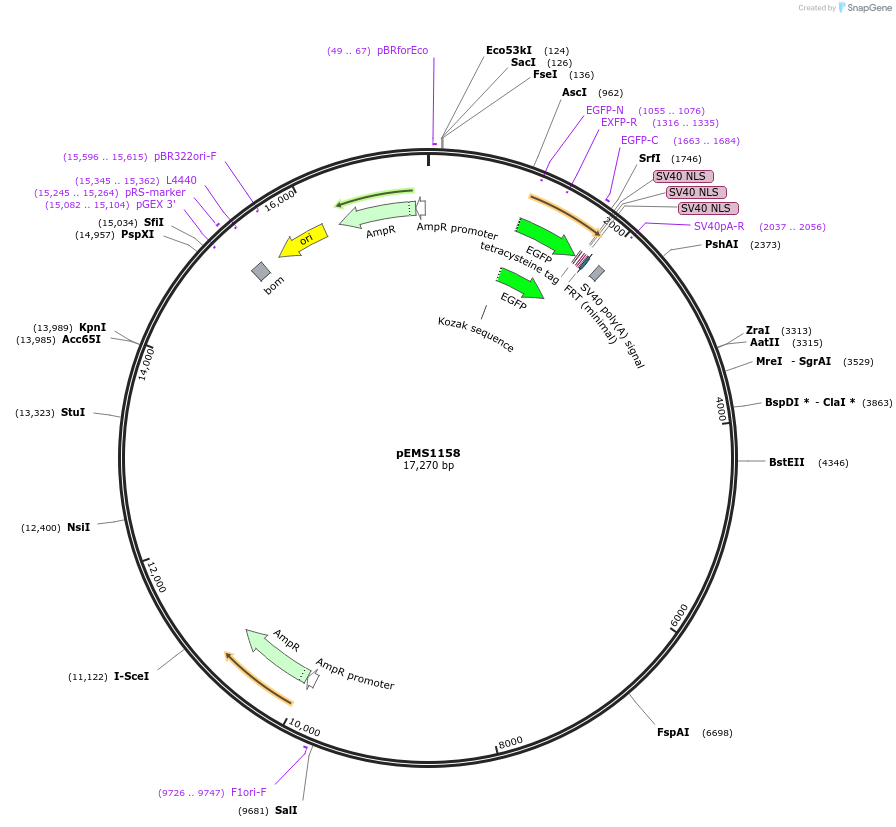29073-plasmid-map-sequence-id-13488