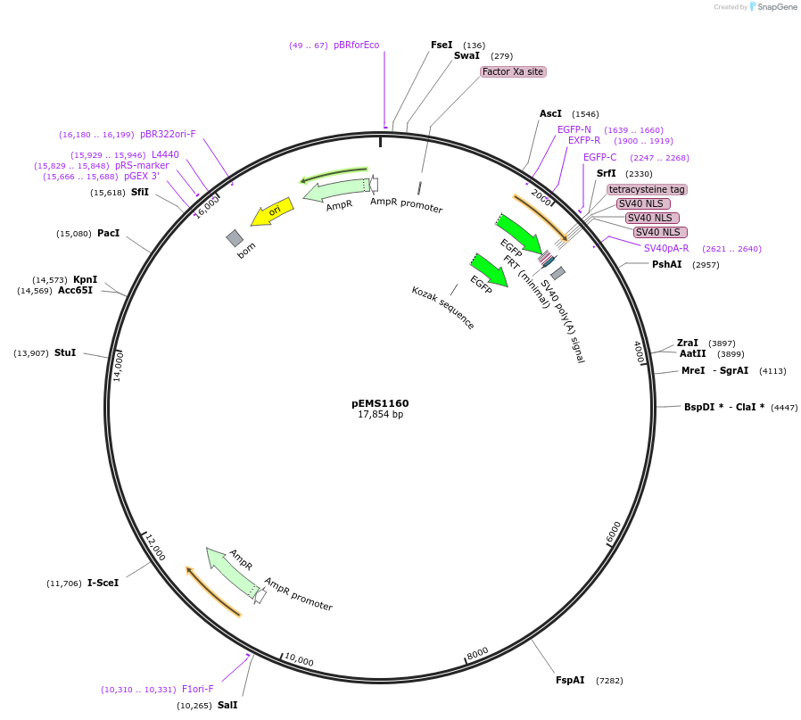 29075-plasmid-map-sequence-id-13490