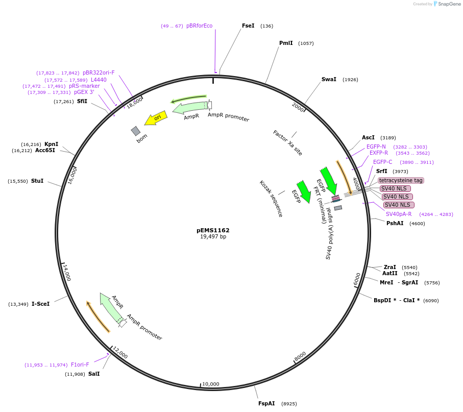 29077-plasmid-map-sequence-id-13492