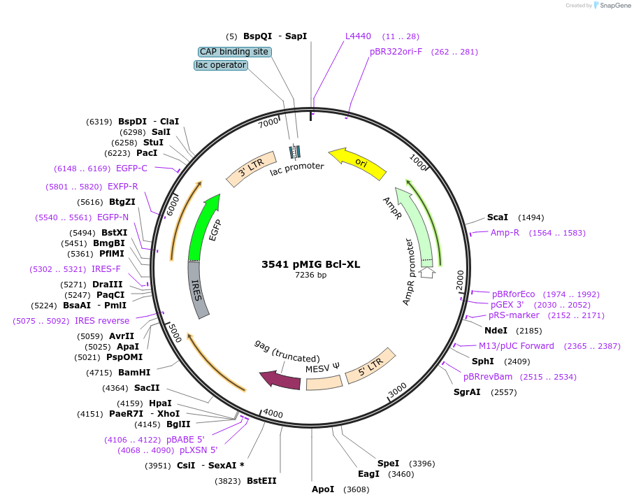 8790-plasmid-map-sequence-id-134938