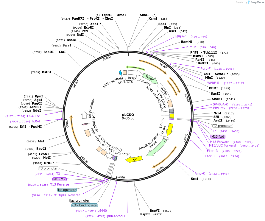 73311-plasmid-map-sequence-id-134941
