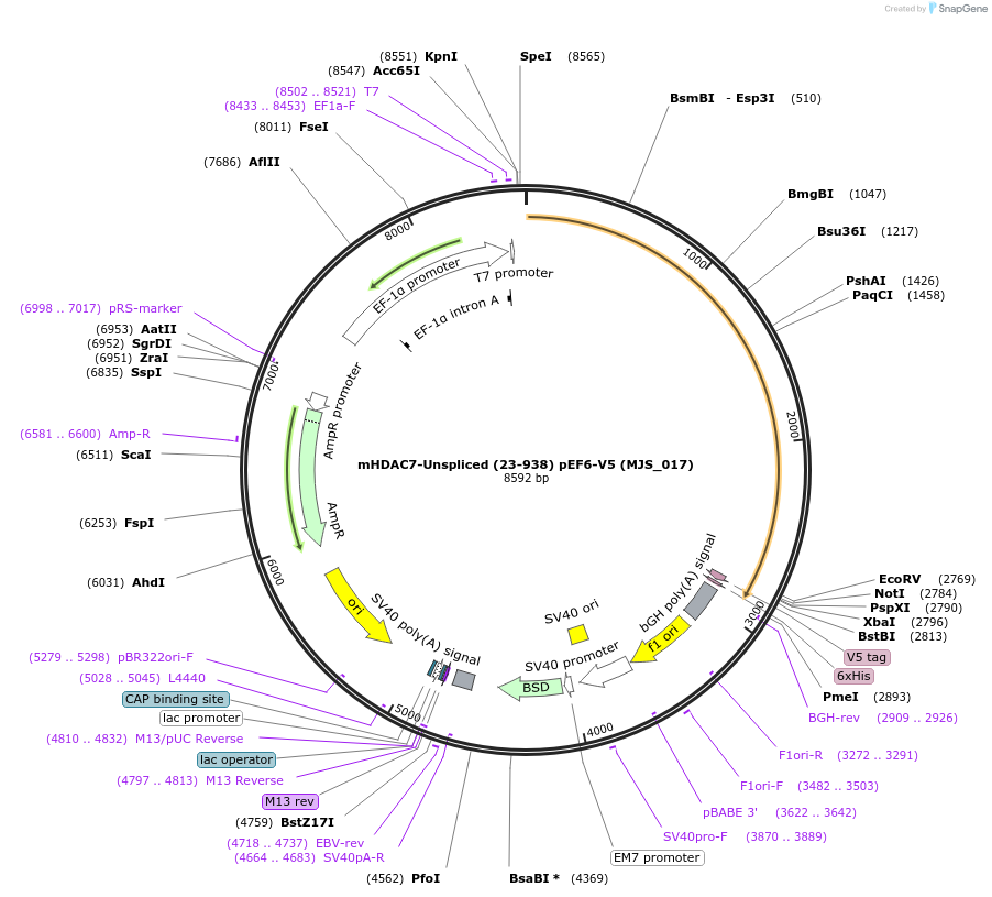 73266-plasmid-map-sequence-id-134943
