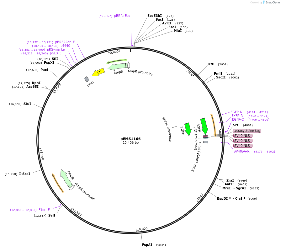 29081-plasmid-map-sequence-id-13496