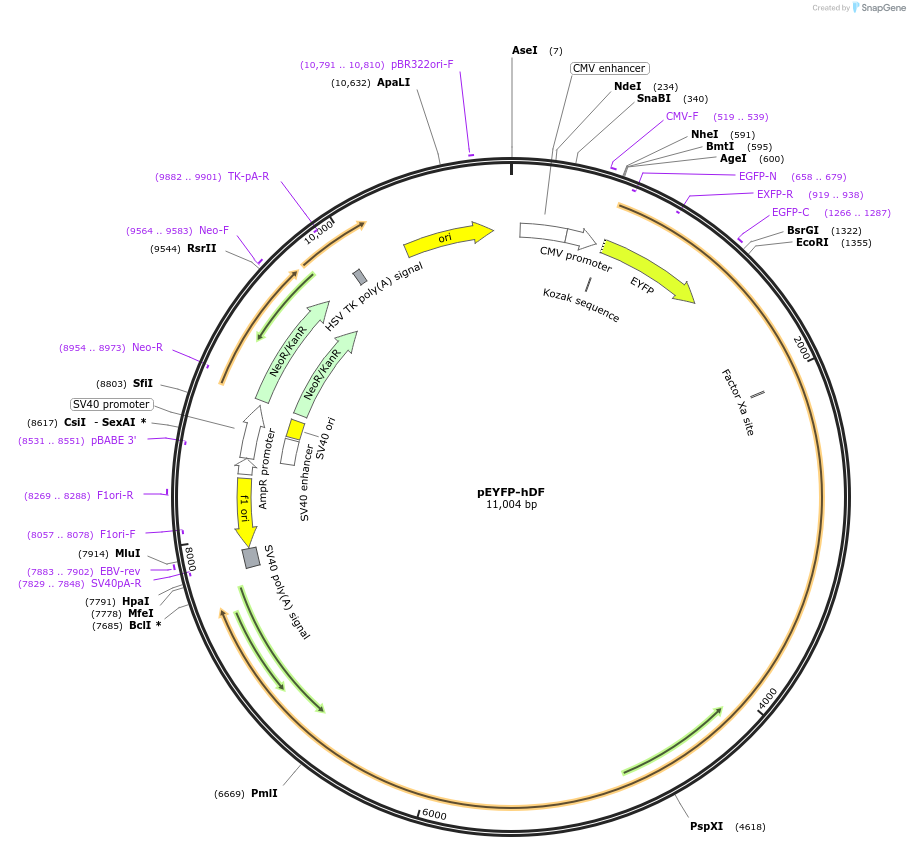 72584-plasmid-map-sequence-id-134969