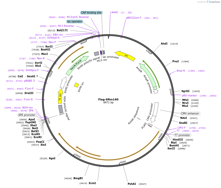 11305-plasmid-map-sequence-id-134972