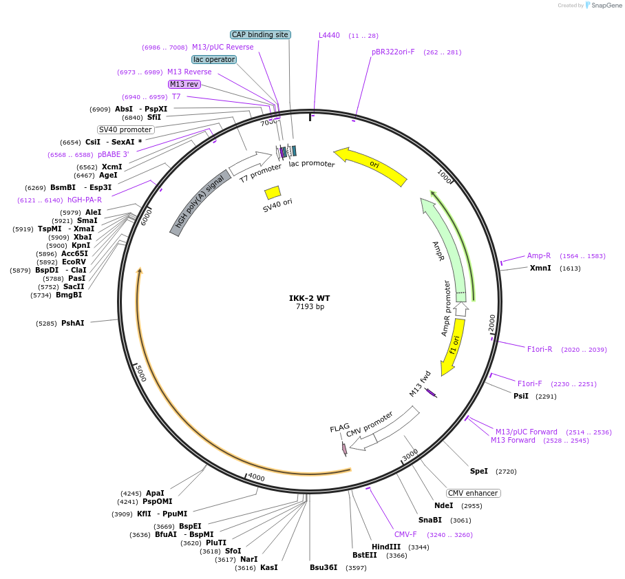 11103-plasmid-map-sequence-id-134979