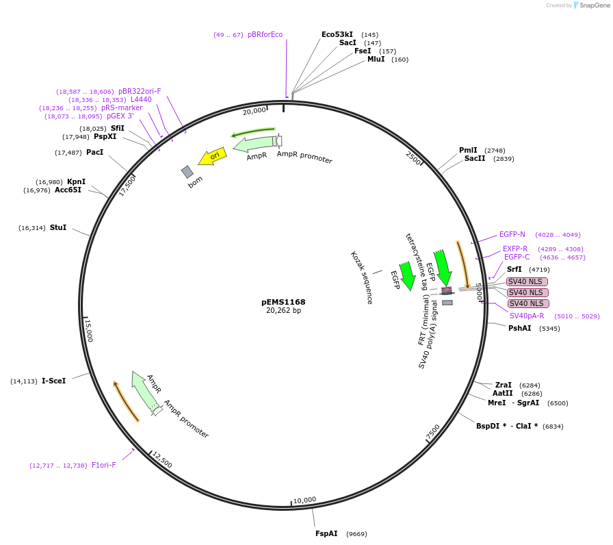 29083-plasmid-map-sequence-id-13498
