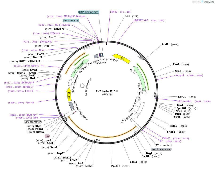 16385-plasmid-map-sequence-id-134985