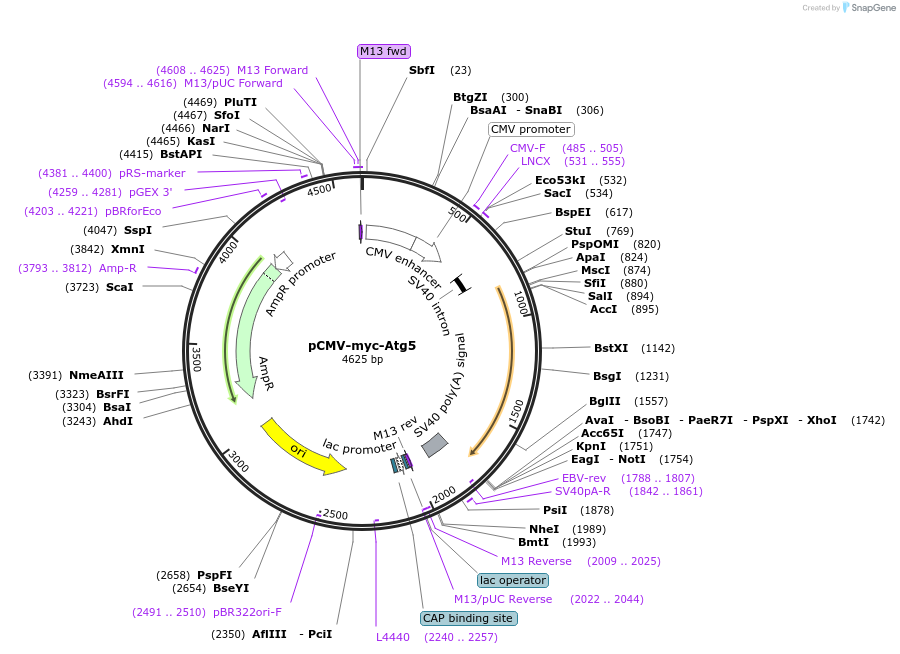 24922-plasmid-map-sequence-id-134990