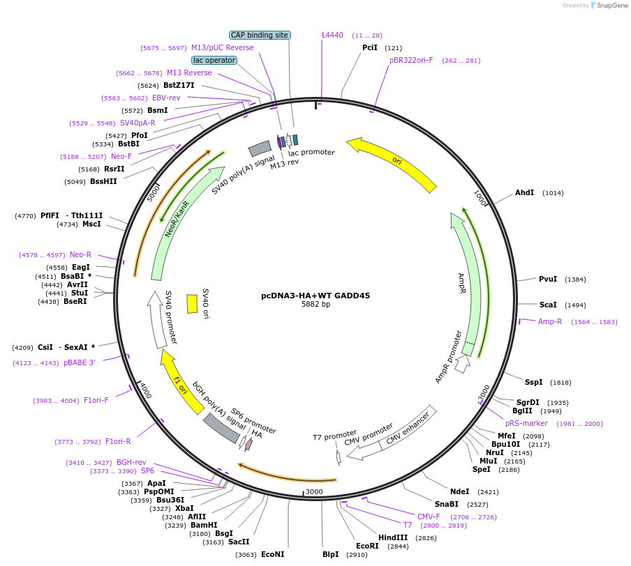 24929-plasmid-map-sequence-id-134991