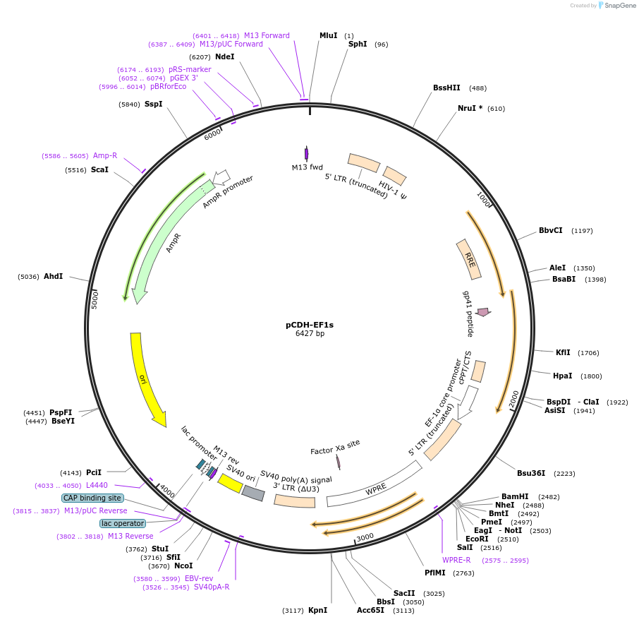 72484-plasmid-map-sequence-id-134994