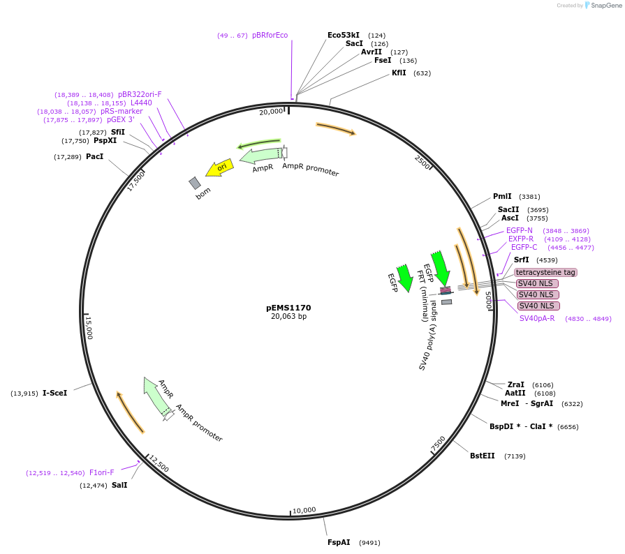 29085-plasmid-map-sequence-id-13500
