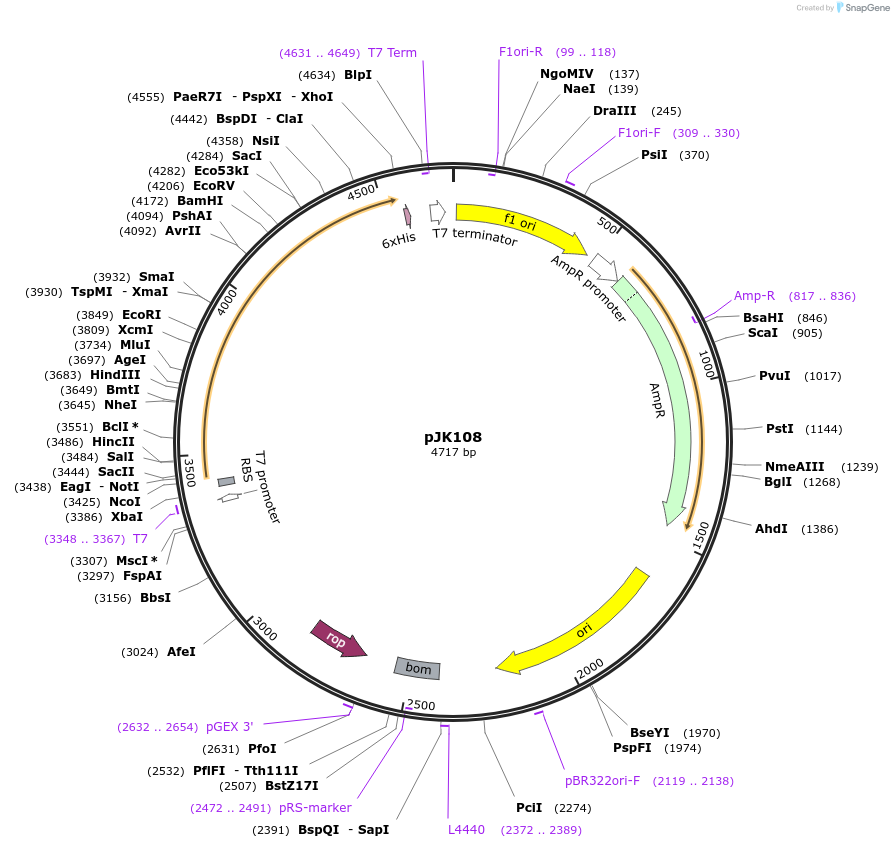 73312-plasmid-map-sequence-id-135009
