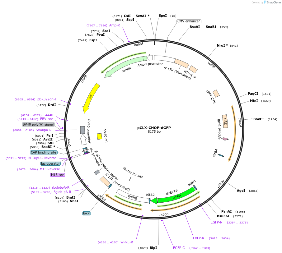 71299-plasmid-map-sequence-id-135014