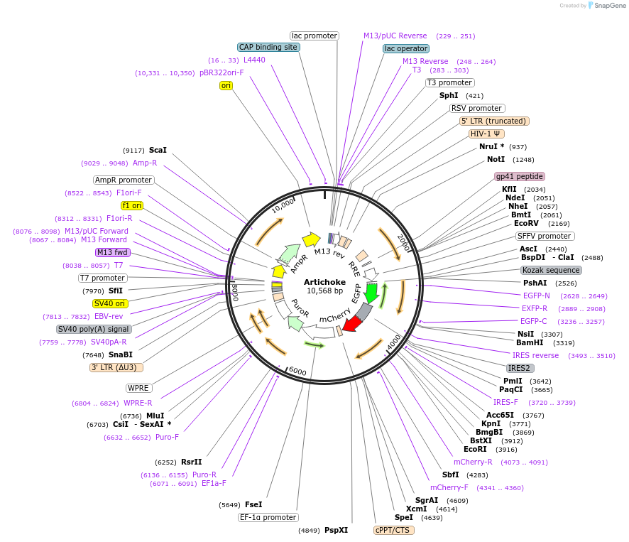 73320-plasmid-map-sequence-id-135028