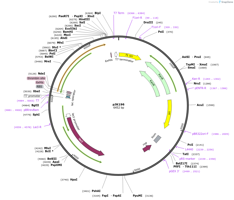 73322-plasmid-map-sequence-id-135030