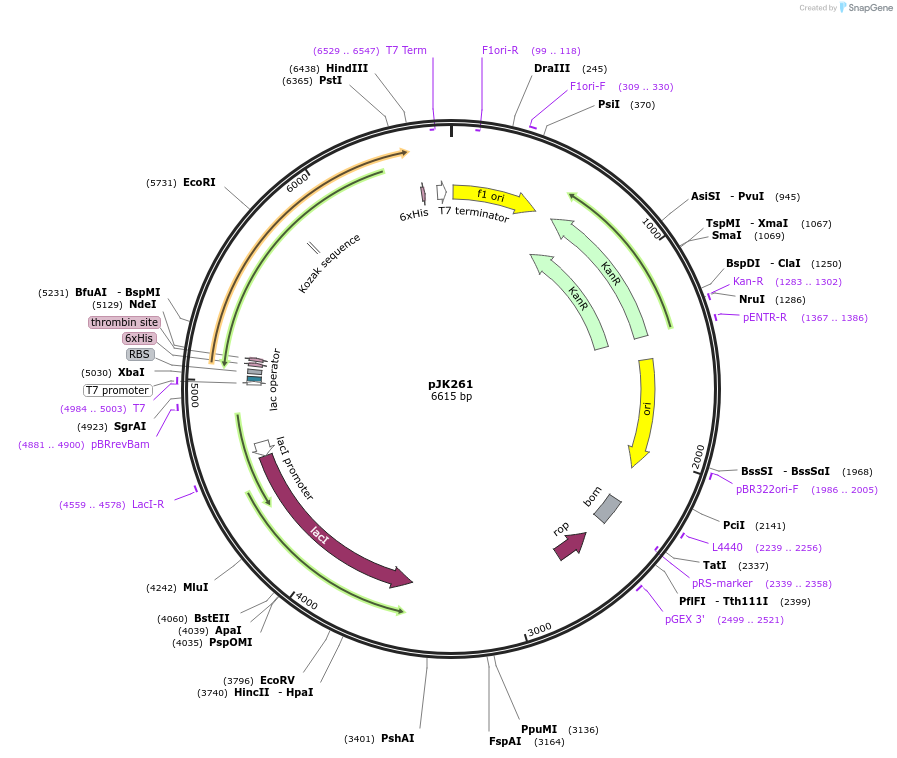 73323-plasmid-map-sequence-id-135031