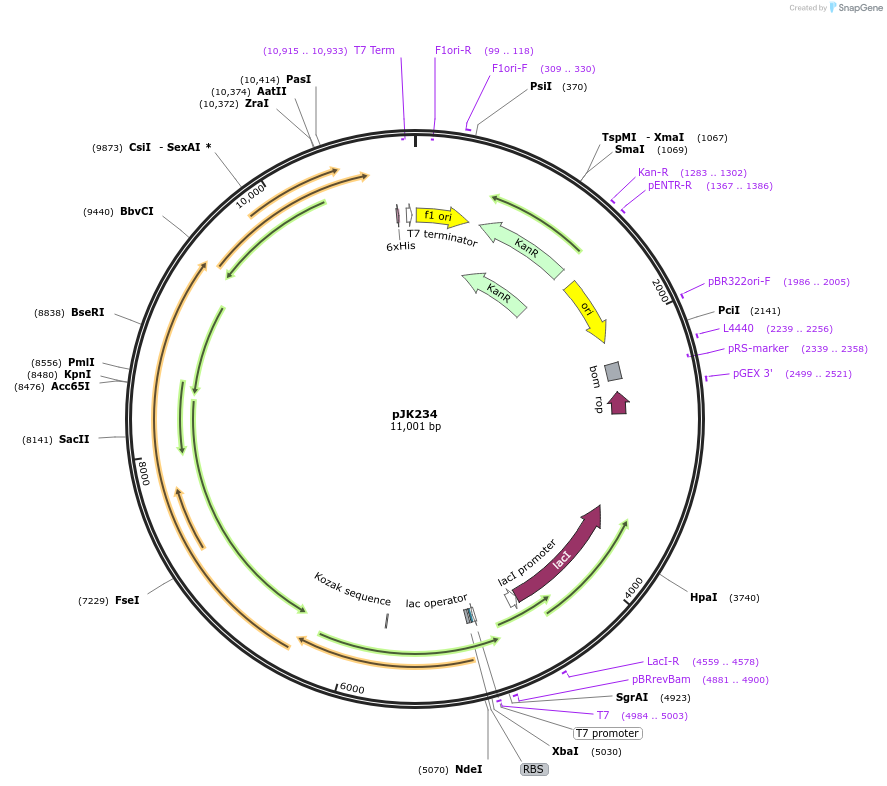 73324-plasmid-map-sequence-id-135032