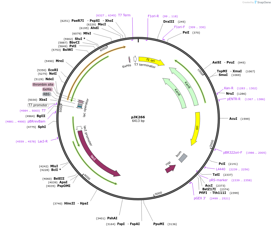 73326-plasmid-map-sequence-id-135034