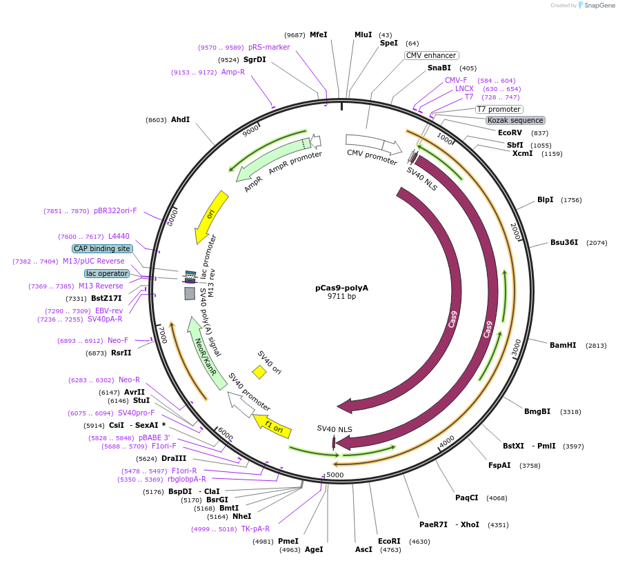 72602-plasmid-map-sequence-id-135035