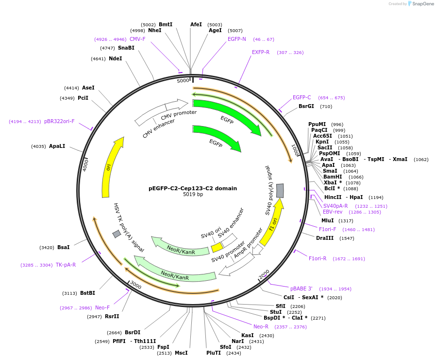 73329-plasmid-map-sequence-id-135040