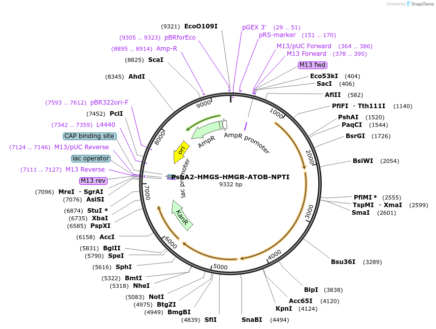 73338-plasmid-map-sequence-id-135049