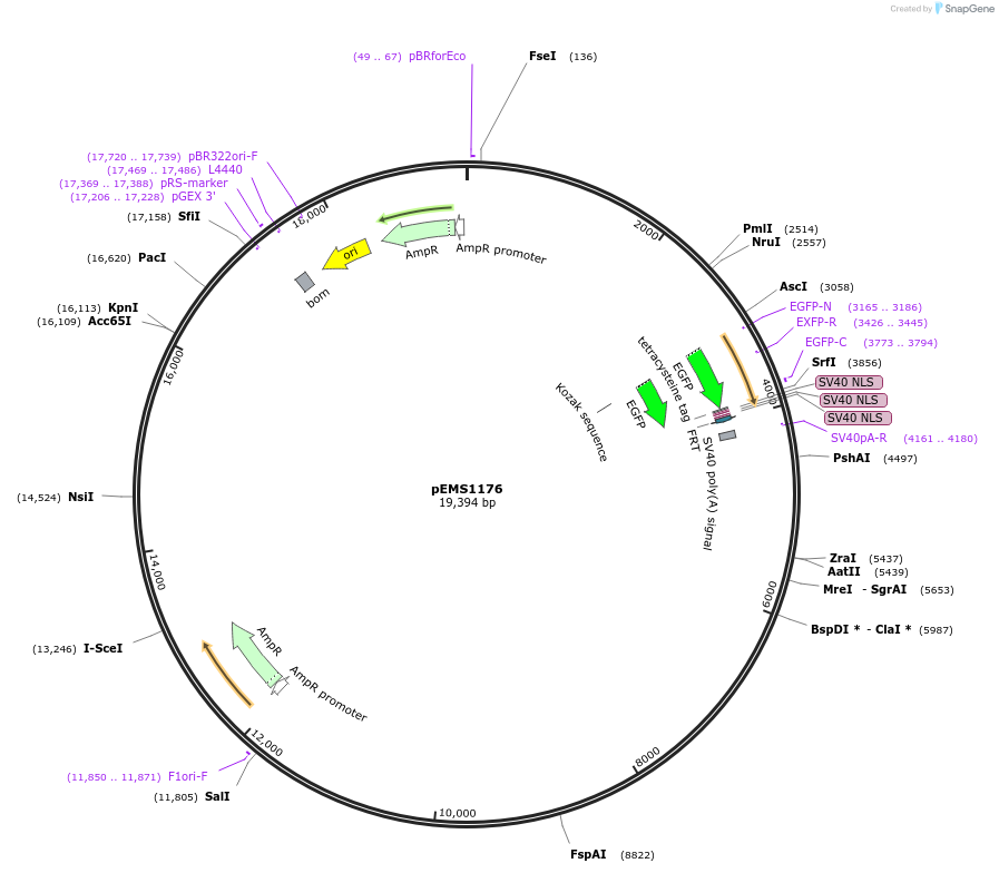 29090-plasmid-map-sequence-id-13505