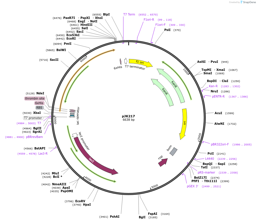 72471-plasmid-map-sequence-id-135051