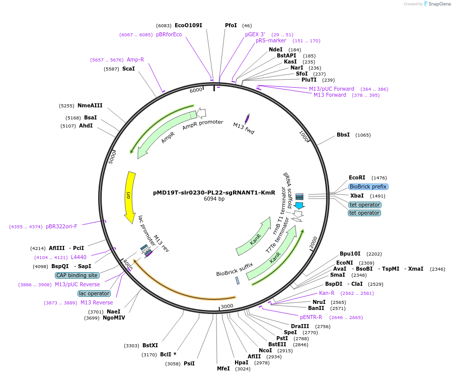 73224-plasmid-map-sequence-id-135053
