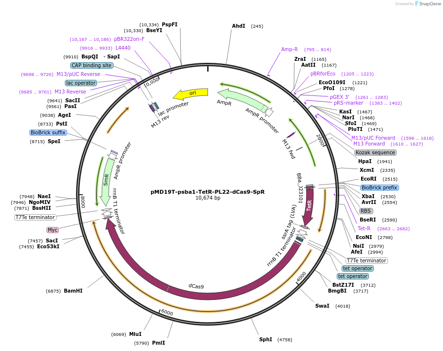 73223-plasmid-map-sequence-id-135055