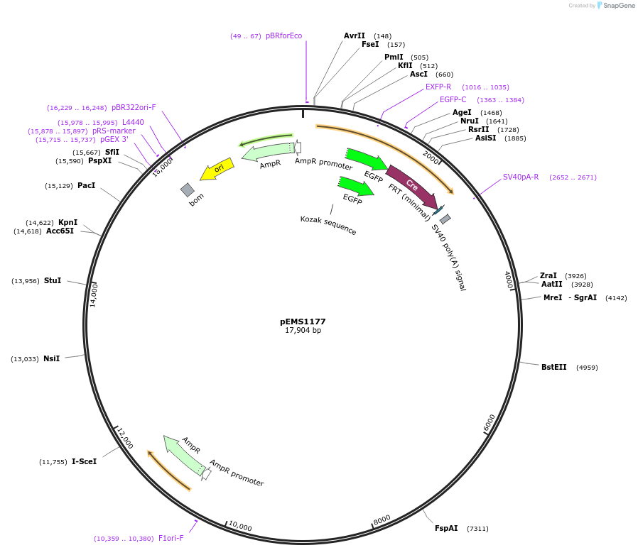 29091-plasmid-map-sequence-id-13506