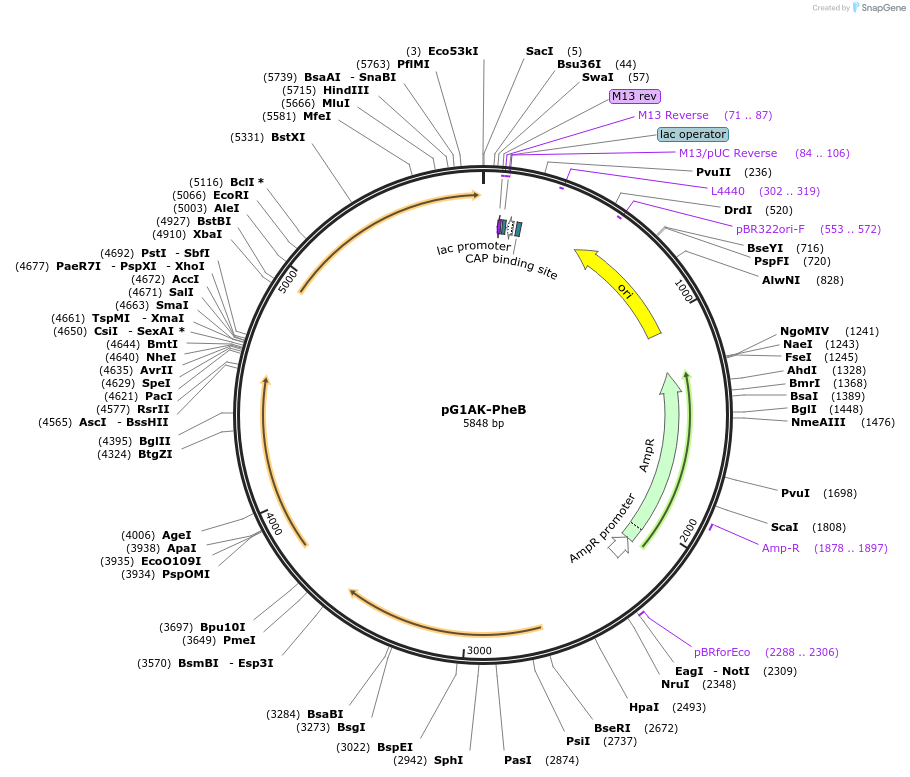 71738-plasmid-map-sequence-id-135061