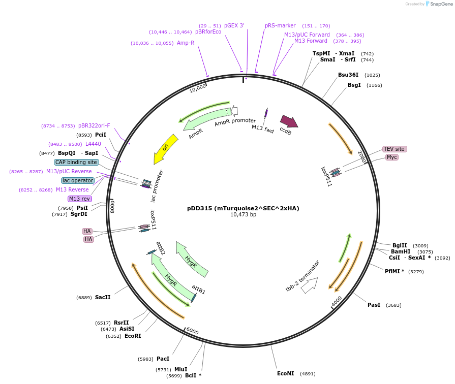 73343-plasmid-map-sequence-id-135064