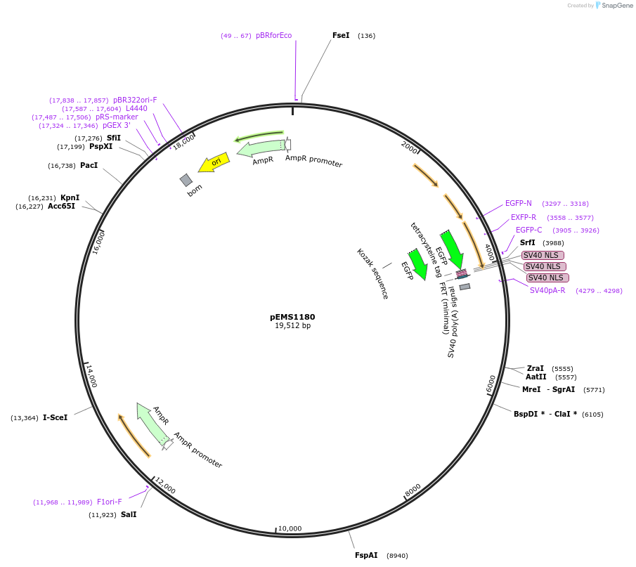 29092-plasmid-map-sequence-id-13507