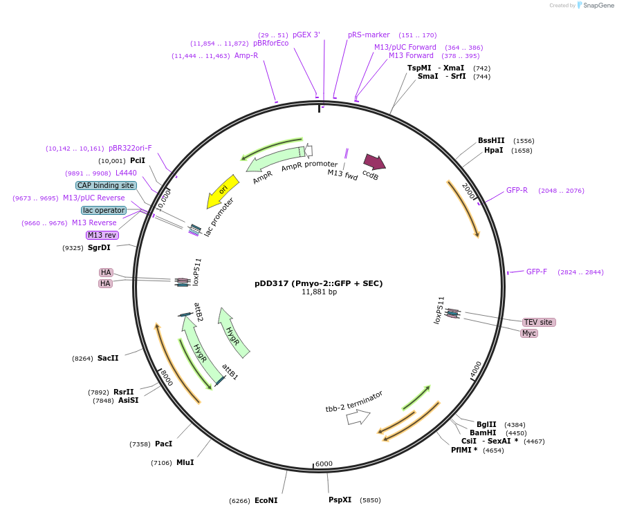 73344-plasmid-map-sequence-id-135071