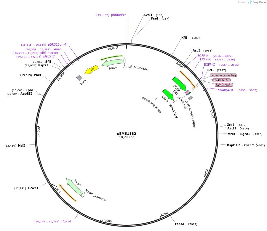 29094-plasmid-map-sequence-id-13509