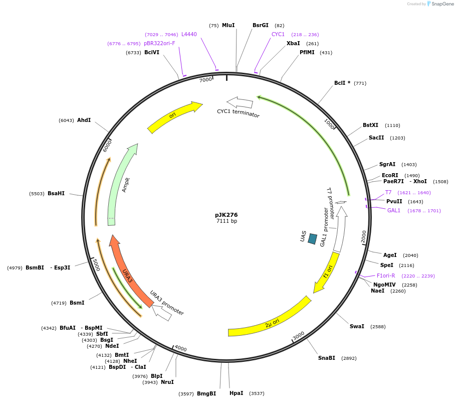 73366-plasmid-map-sequence-id-135095