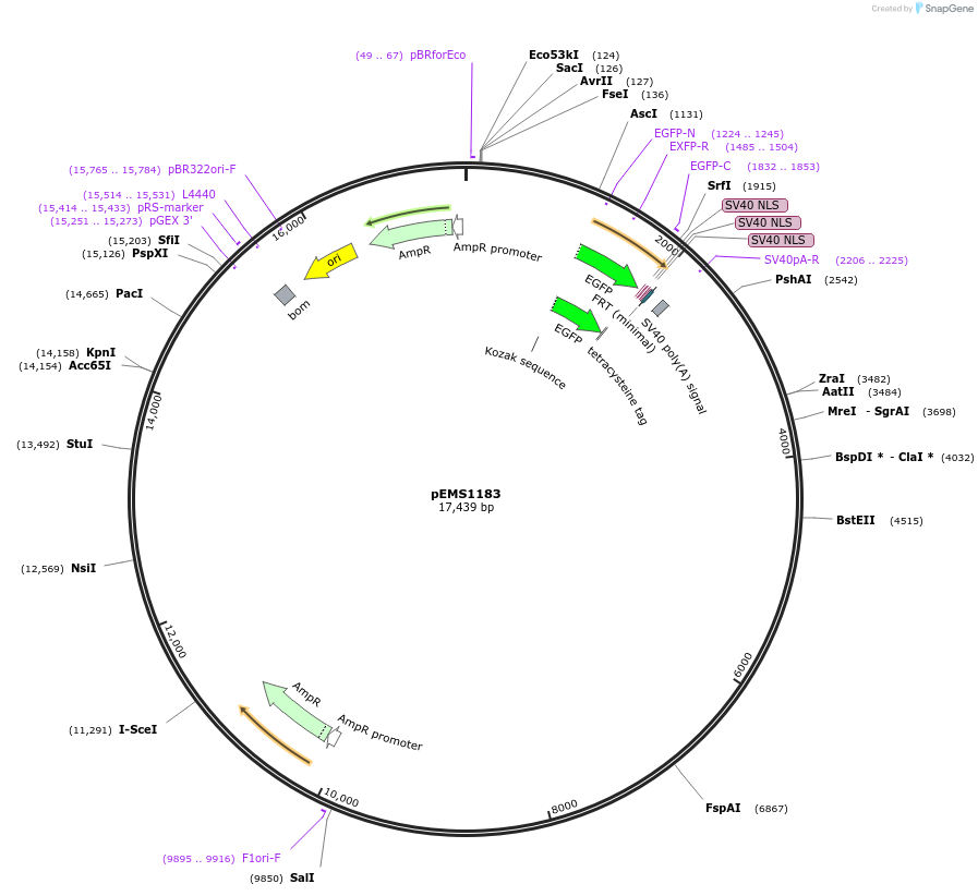 29095-plasmid-map-sequence-id-13510