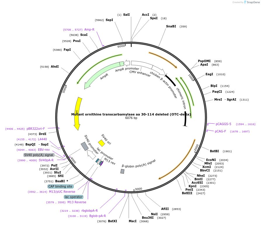 71878-plasmid-map-sequence-id-135122