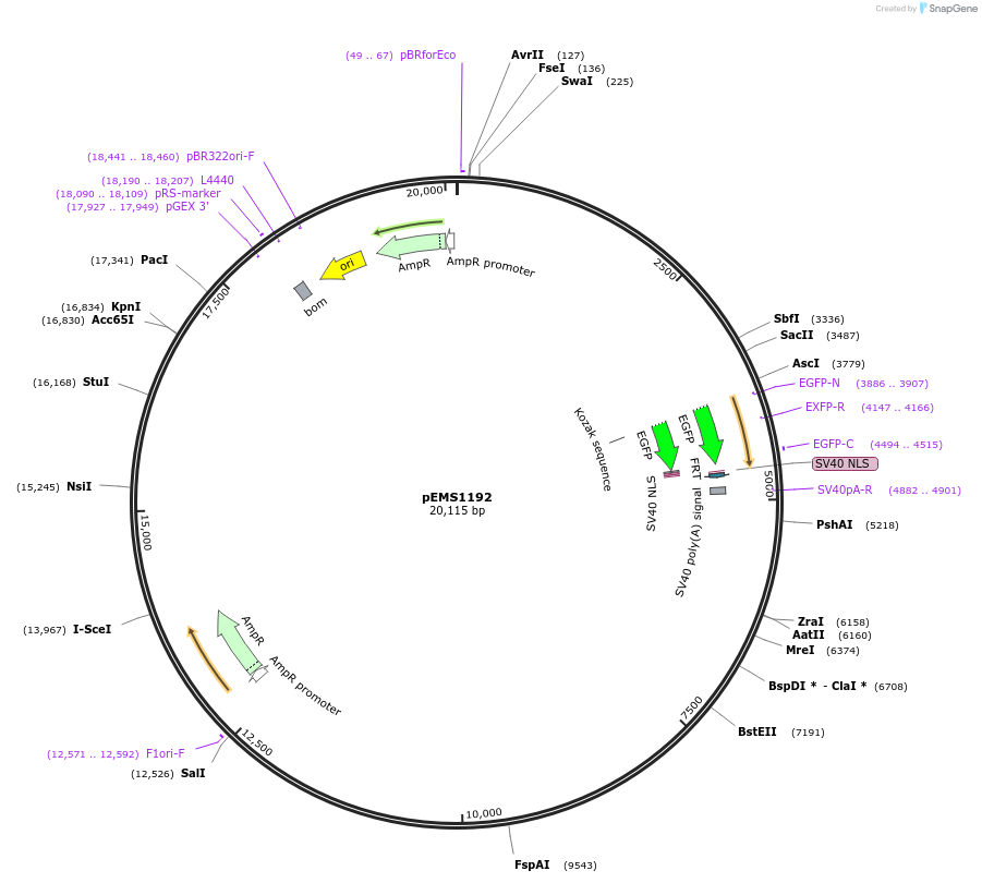 29098-plasmid-map-sequence-id-13513