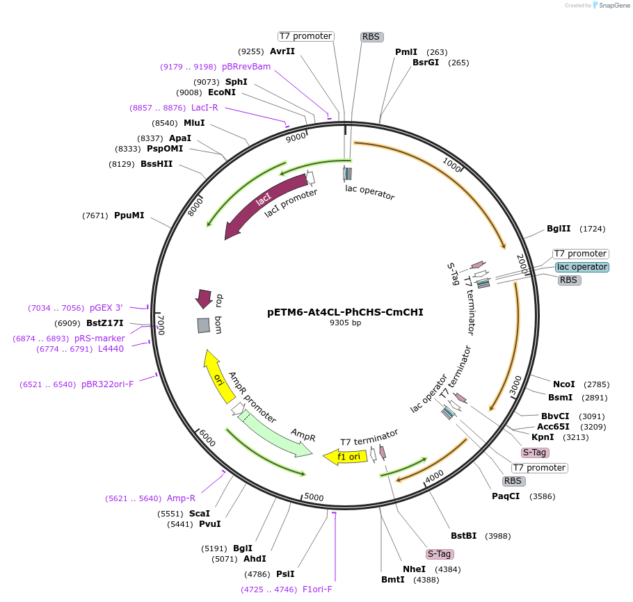 73393-plasmid-map-sequence-id-135135