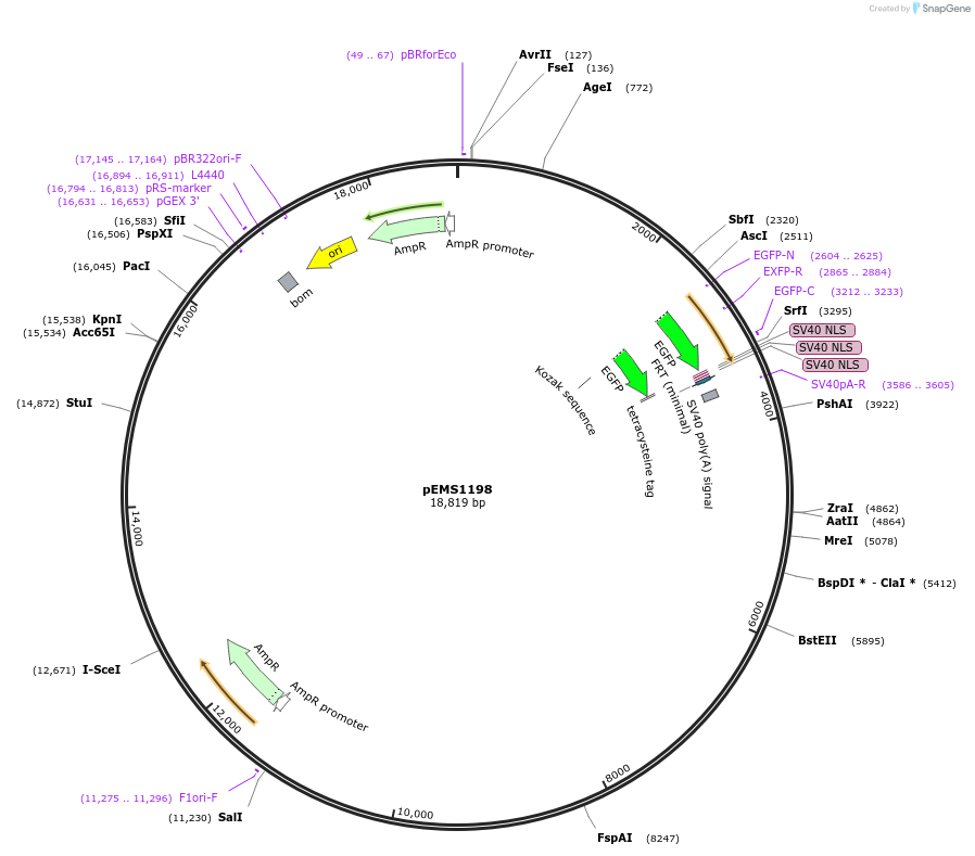 29099-plasmid-map-sequence-id-13514